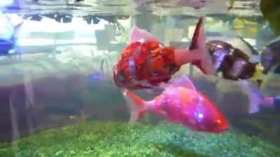 Extremely life-like Robotic fish in Japan