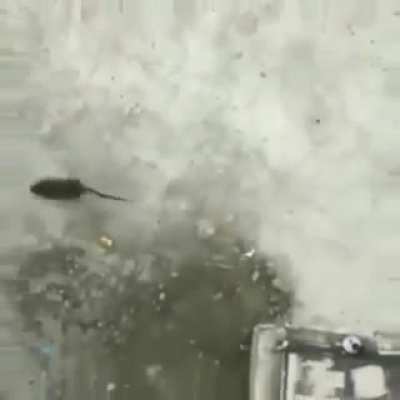 Rat