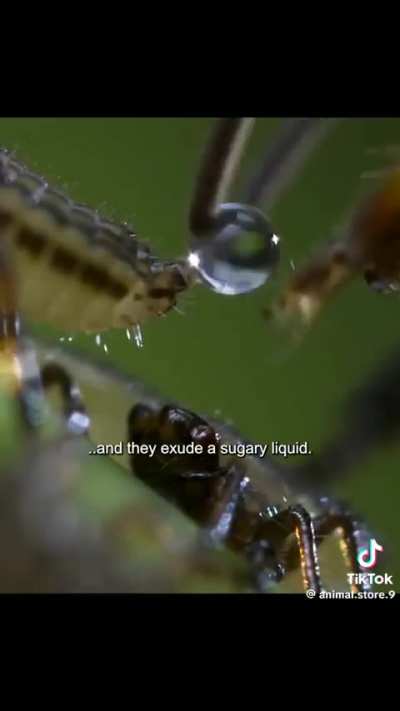 How a seemingly defenseless Mother Treehopper can protect her young.