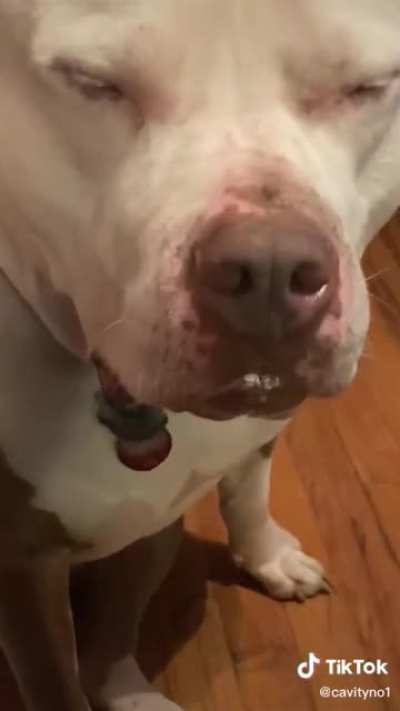 Dont feed jellybeans to the dog (sorry if its a repost)