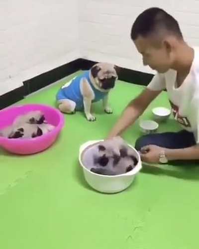 Doggie wins