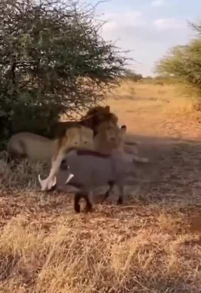When you have a sniper uncle. 😂🦁