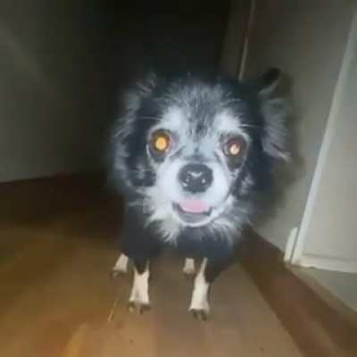 RIP Pudgywoke. You were a good boy.