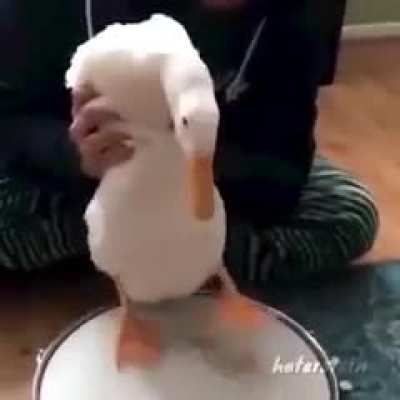 pato pro