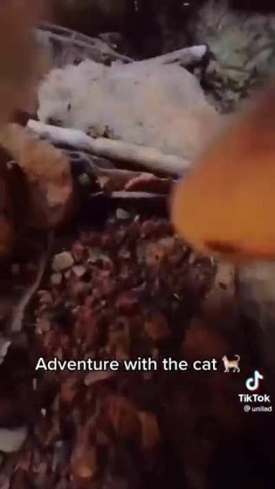 Cat disapproves of water
