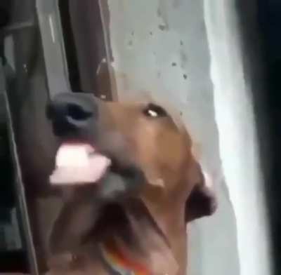perro