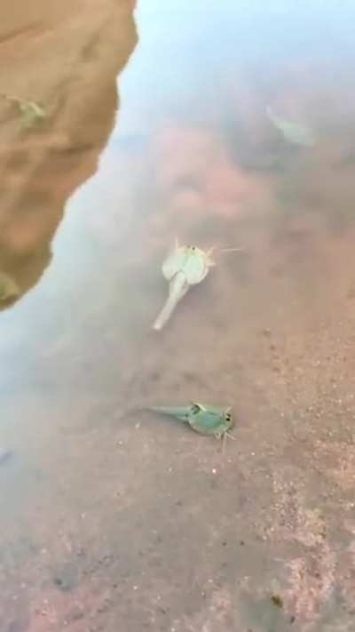 Some wild triops from elsewhere on Reddit