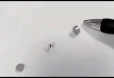 Mosquito