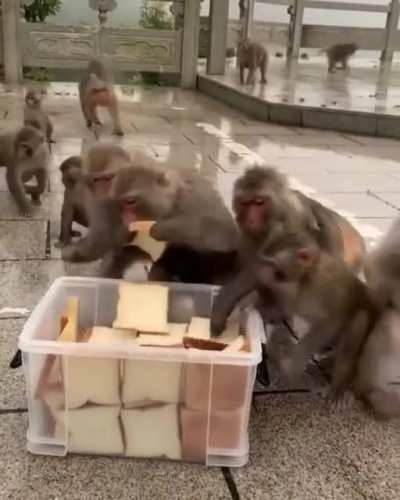 Monkeys turned into thieves