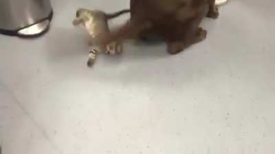 To catch the tail!