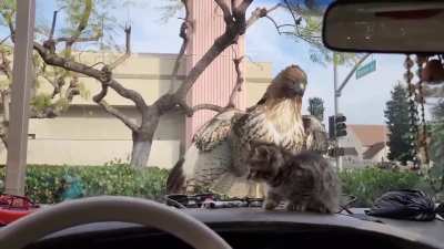 saved by the windshield