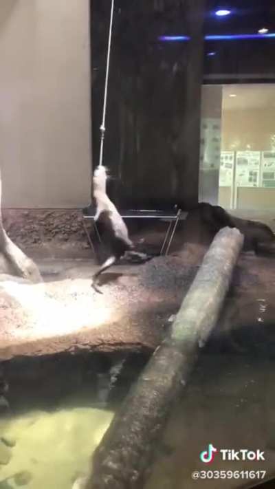 Spin otter spin!