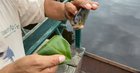 🔥 Piranha, Nature's Hole Punch