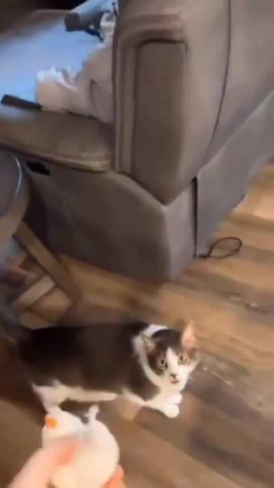 MEOOOOOWWWWW
