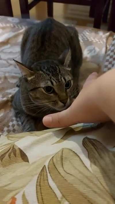 Meet Oliver, my gorgeous hand biter