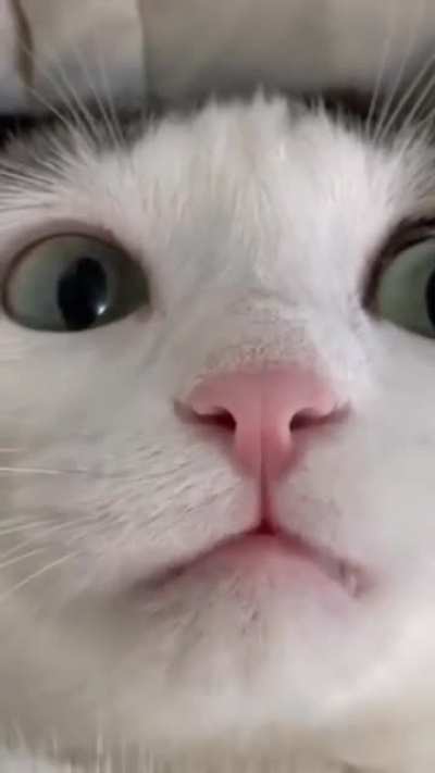 Upside down meow