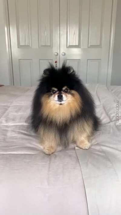 Woof irl