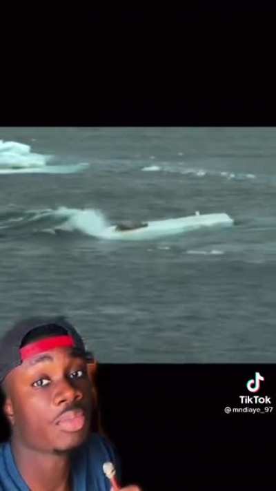 Orcas are bullies