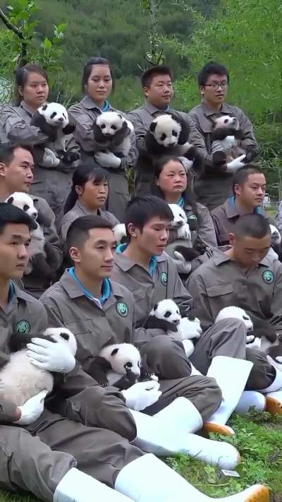 Debut day of Baby pandas at the conservation center with their caretakers