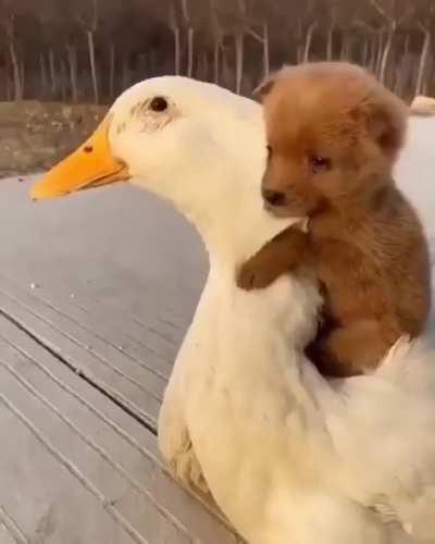 ❤️❤️( not my pets)