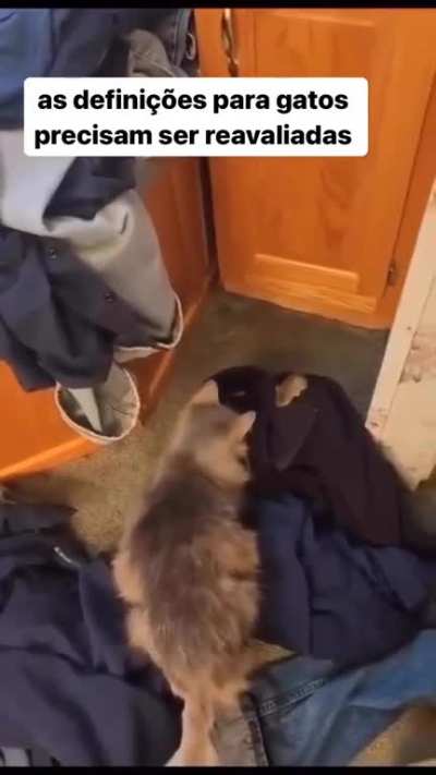 Gato??