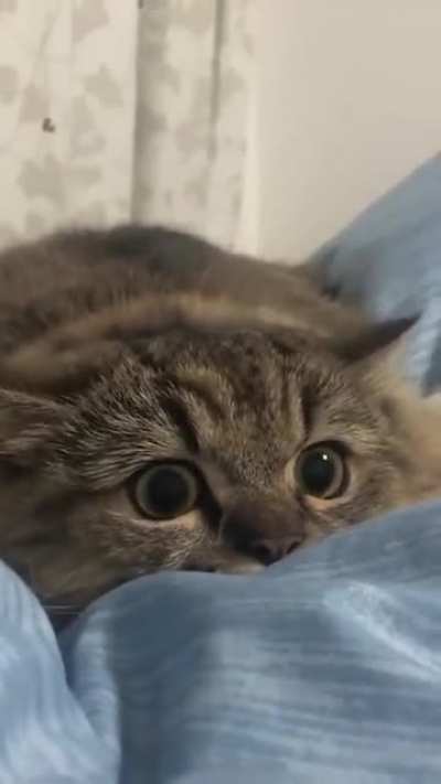 Predator mode
