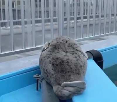 Big boy doesn’t want to get up