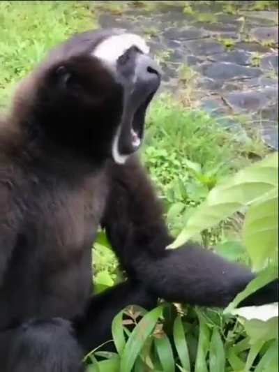 Monke