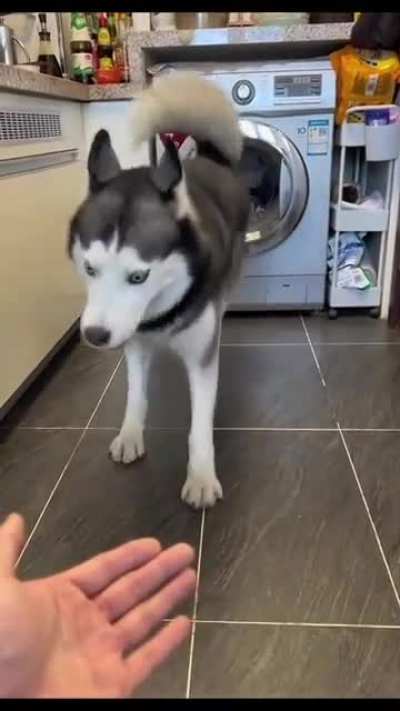 There's was an attempt to give Paw