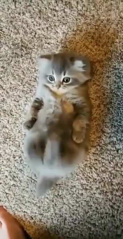 hooman more belly scraaatches