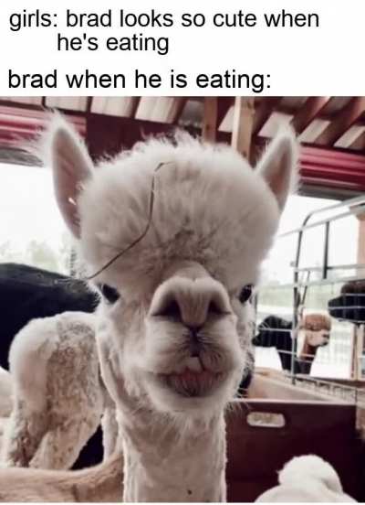 brad is truly a chad