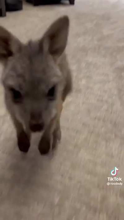 Baby kangaroo