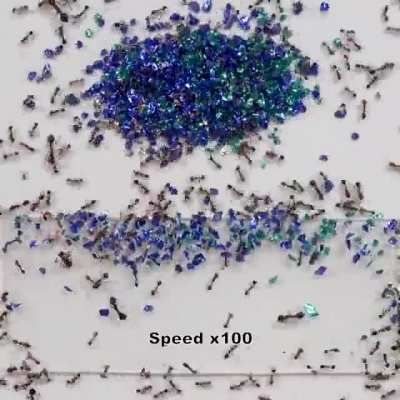 Fire ants 