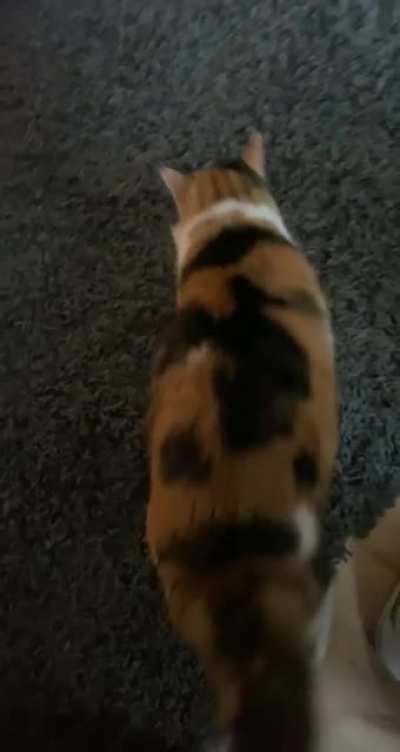 Taquito rolls on her back when she wants attention