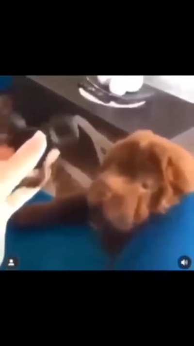 too much for smol brain
