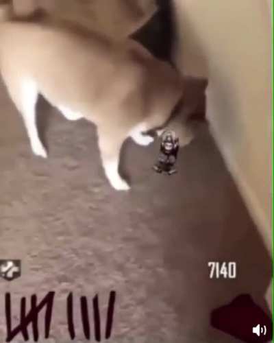 ZombieDoge