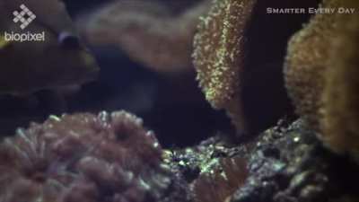 The Slingjaw Wrasse can protrude its jaws up to 65% the length of its head to catch its prey