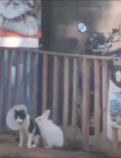 The cat hates his life