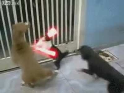 Gato do sabria de luz