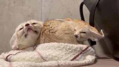 Yay foxxo is talkative