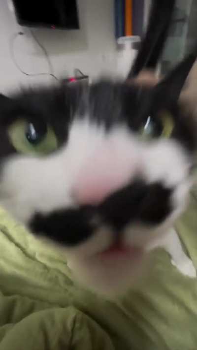 Cat with mustache gets bongoed