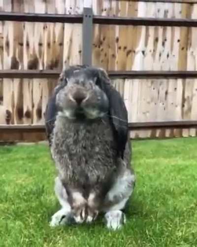 Shake ur bunny tail🥰