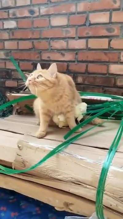 A cat who has become protective of her little chicks.