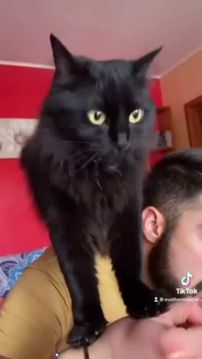 Black Cat begging for food