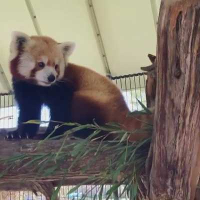 Red panda sounds! Rusty chitters at Priya... and she growls back with 100% sass 😅