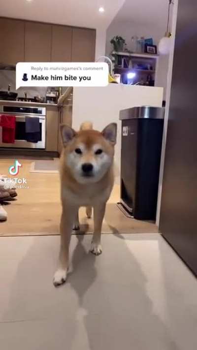 Heartless owner completely destroys dog in fistfight