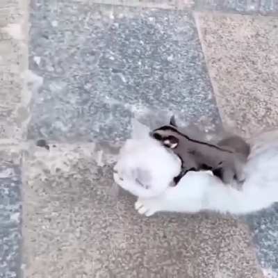 Как оседлать котенка