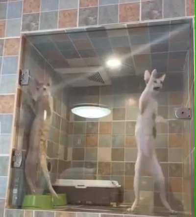 Cat.