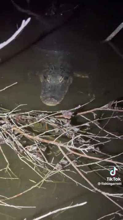 Floridian Steve Irwin strikes again…