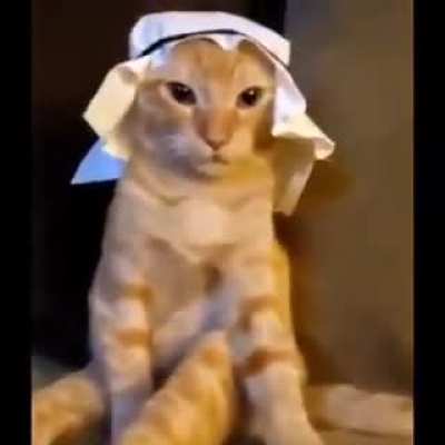 Arob cat
